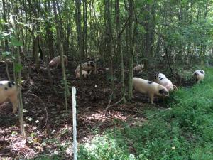 Our pigs are finished in the woods where they dine on acorns and other natural foods.  We call them "Timber Raised Pork"!