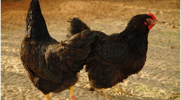 Rare Breeds & Heritage Poultry