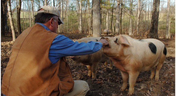 Timber Raised Pork