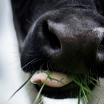 Grass is the perfect diet for a cow! 